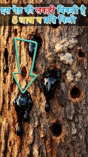 🌳💰 World's Most Expensive Wood – Agarwood Farming in India