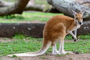 Man gets horrific injury after 6ft kangaroo attacks him