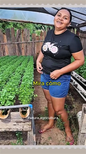 Cultiva tu propio cilantro en casa con hidroponia