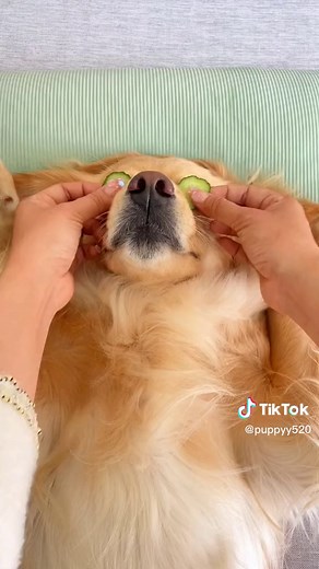 Golden fam on TikTok