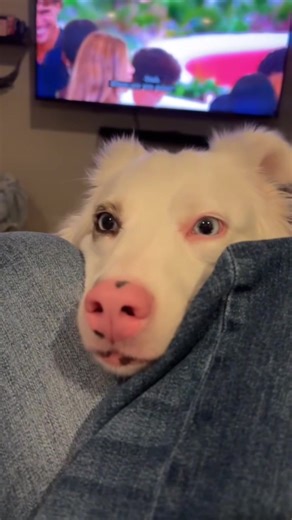 Hilarious Moments with Funny Dogs