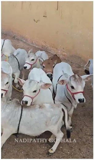 Cutest india cows ever 🐄💖 #nadipathygoshala #shorts #viral #hindi #omg #yt #cute #village #farm