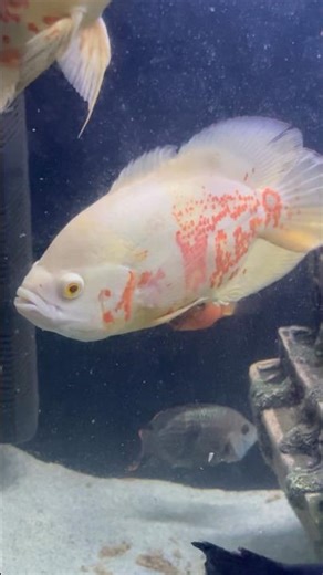 Oscarfish 🐠| #oscarfish #oscarfishtank #oscarfishcare #fish #fishtank #aquarium #ytshorts #shorts