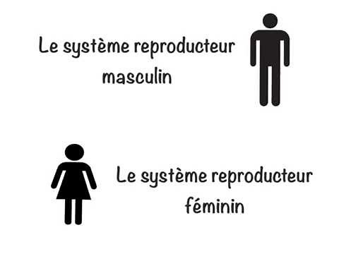 Le système reproducteur masculin et feminin