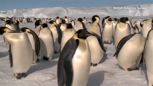 Emperor penguins suffered mass breeding failures in 2023 amid record low sea ice