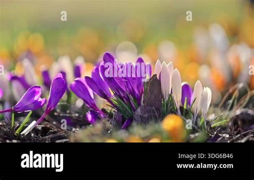 Crocus flowers blooming in spring light, freshness and renewal concept, soft 4K slow motion Stock Video Footage - Alamy