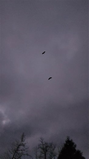 Pterodactyls in Southwest Washington?! #cryptids #dinosaur #birds