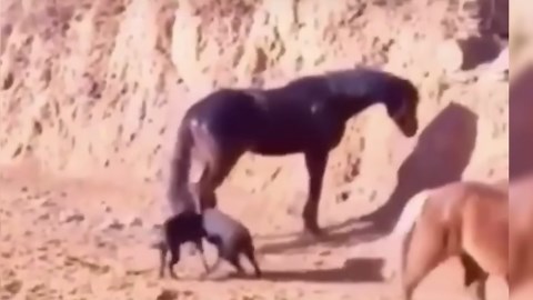 Powerful Kicks and Close Calls: Dogs That Challenged the Wrong Animal