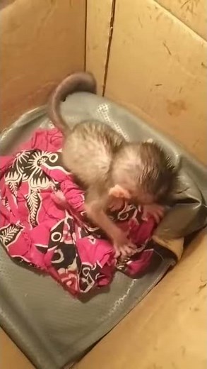 Cute Baby monkey in a box