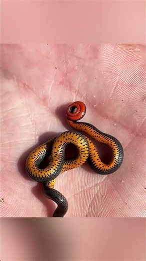 Why experts are afraid of small snakes 🐍