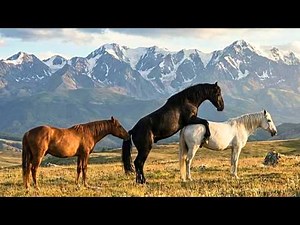 How Wild Horses Mate: Courtship, Dominance, and Herd Dynamics