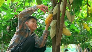 Cocoa farmer use pruning shears to cut the cacao pods or fruit ripe yellow cacao from the cacao tree. Harvest the agricultural cocoa business produces.4k video