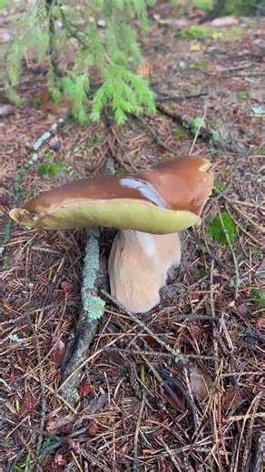 Big Penny bun Porcini funghi Mushroom #mushroom #porcini #pennybun #funghi #foraging #HuntingSeason #kabuti #boletus #fbreels #everyone #trendingreels #StarsEverywhere #advertising #highlights | Lolitha Lind