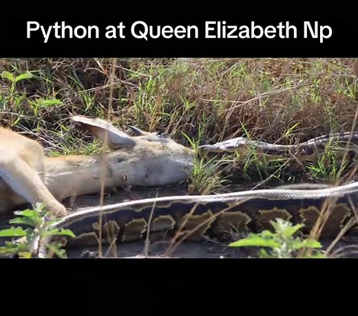 Discover African Rock Pythons in Queen Elizabeth National Park