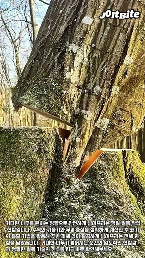 원하는 방향으로 정확하게 거대 수목을 벌목하는 방법 #worker #process #arborist #nature #timber