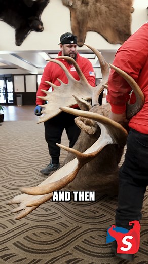 ☎907-644-0307 Moving and transporting taxidermy items? No problem! 🦌 Our team handles delicate items like these with care and expertise. Trust us to ensure your taxidermy pieces arrive safely at their new destination. 🚚✨ #TaxidermyMoving #SpecialtyTransport #NationwideMovers #alaskamovers #anchoragemovers #alaska #Storage #storagesolutions #Supermanmoving #superman #storage #keepmoving #movingday #getmoving #junkremoval #storagesolutions #storageideas #movinghouse #movingcompany #movingout #mo