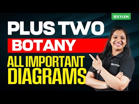 Plus Two Botany | All Important Diagrams | Xylem Plus Two
