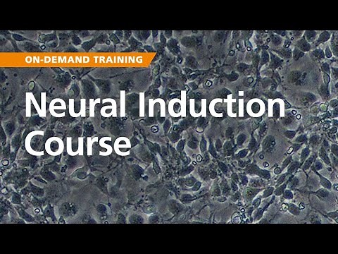On-Demand Training: Neural Induction