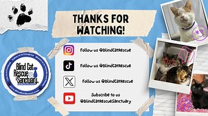 44 reactions · 8 comments | Momma lots pets, snacks and naps! Learn more about Momma and how to sponsor her here: https://blindcatrescue.com/cats/momma.htm | Blind Cat Rescue and Sanctuary, Inc. | Facebook