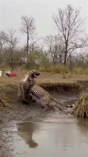 Combate leopardo y hiena #youtube #youtubeshorts #nature #animals #documentary #short #shorts #yt