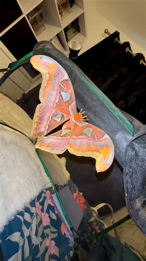 Take a look at the ✨ Giant Atlas Moth✨ | Jumping spider & Moth life