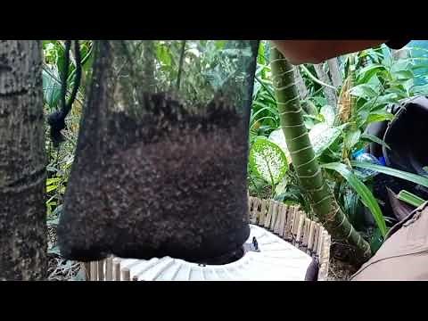 Mosquito control by using CO2 traps