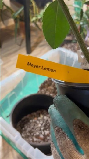 Meyer Lemon Care Indoors (Light, Water & Fertilizer)