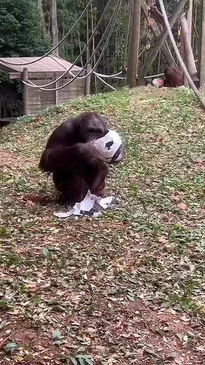 Dripped Out Orangutan: A Stylish Primate