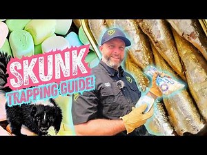 How To Trap Skunks