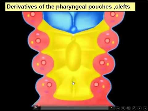 Oral Biology: Embryology Branchial arches, face, Tongue