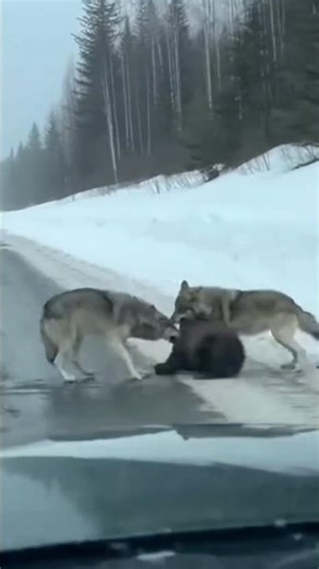 Heart-stopping: Wolf Pack vs. Grizzly Cub on the Road! 😱#wolfpack #grizzlybear