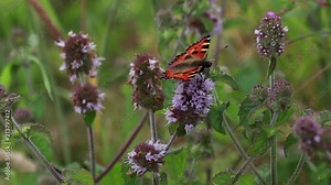 small tortoiseshell butterfly gathering nectar from a water mint flower during july in scotland.