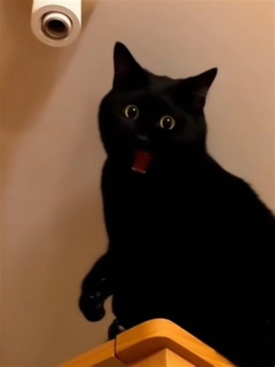 Cat moments 😹 #cats #moment #funny