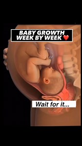 28K views · 209 reactions | During pregnancy, the uterus undergoes...
