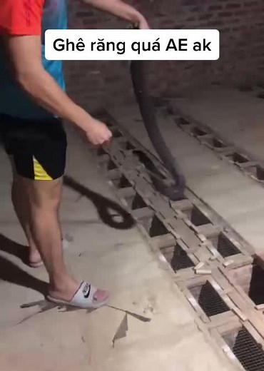 Handling Snakes Safely with a Hook Technique