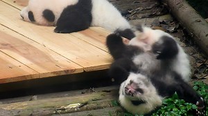 When it comes to rolling around, there's no "just once" - once you master this skill, you'll be hooked for good! #adorable #HiPanda #PandaFun #ChengduPandaBase For more panda information, please check out: https://en.ipanda.com | iPanda