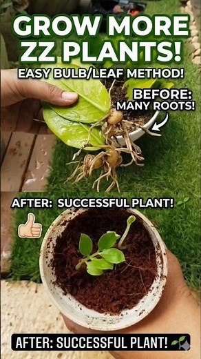 ZZ Plant Propagation: From Leaf to New Baby! 🌱
