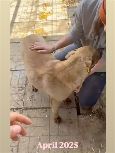 ProDogRomania e.V. on Instagram: "Die verschmuste junge TEEVJE möchte losleben dürfen❣️ 📍wartet im Tierheim Bucov Die wunderschöne junge TEEVJE mit den strahlenden, stechend-schönen Augen hofft seit nun fast einem Jahr vergeblich im riesigen Shelter auf ihre Chance und muss ihre Jugend hinter Gittern verbringen. 🥺 Sie zeigte sich auch bei diesem Besuch wieder sehr freundlich und menschenbezogen und ließ sich gern streicheln. 🥰 Es gibt in ihrem Kennel einen Hund, der gemob