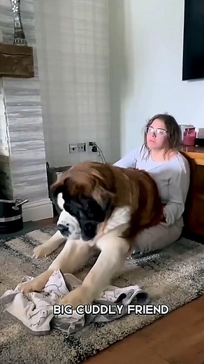 😀😀🥰🥰 credit;Giant Dog Breeds Guide | We Love Saint Bernard