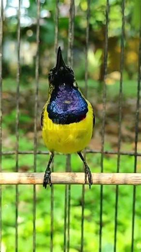 OLIVE BACKED SUNBIRD CALL, SOGON JANTAN GACOR PART 33