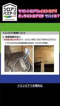 【プロに聞く】ヤマトシロアリとイエシロアリの違い #shorts #シロアリ