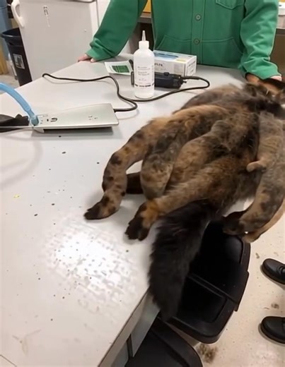 When rescuers found this poor animal lying helpless on the street, they knew she didn’t have much time left. Weak, scared, and barely clinging to life — it was clear she’d been through something terrible. 💔 The team rushed her to a local shelter, where volunteers worked around the clock to save her. What happened next shocked everyone — her transformation was nothing short of a miracle. See her unbelievable “after” photos and the story behind her recovery in the comments 👇 | Animals in Action