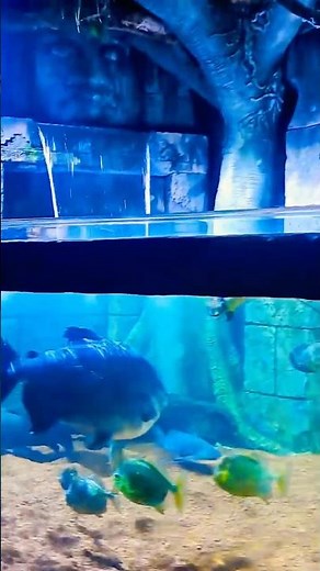 Aquarium visit #aqualife #sealife #oceanworld #familytrip