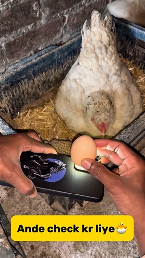 Sspetvlogger❤️ on Instagram: "Ande check kr liye🐣 #minivlog #breedingpair #pets #petlover #vlog #murgi #aseelmurga #viral #hen"