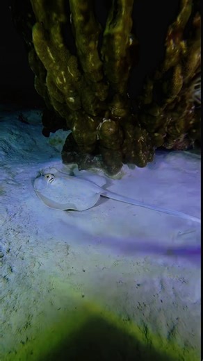 Catching a stingray 🌊🐠#Stingray #Underwater