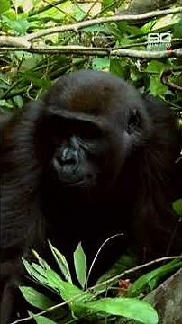 Zookeeper's emotional reunion with gorilla | 60 Minutes Australia
