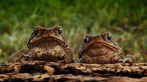 Watch Cane Toads: The Conquest | Netflix