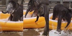 Incredibly rare elephant twins play in bubble bath for first time