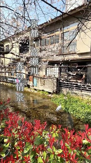 【京都】高瀬川の春｜アオサギとの静かな時間（2026.3月撮影） #京都