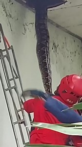 7.8K views · 23 reactions | Giant python hiding on the ceiling | Ayurveda Health Tips | Facebook